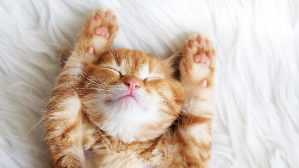 cute sleeping kitten