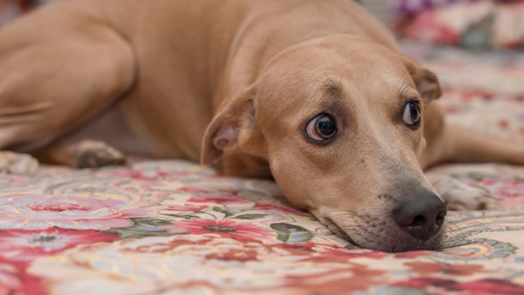 Anxious Dog