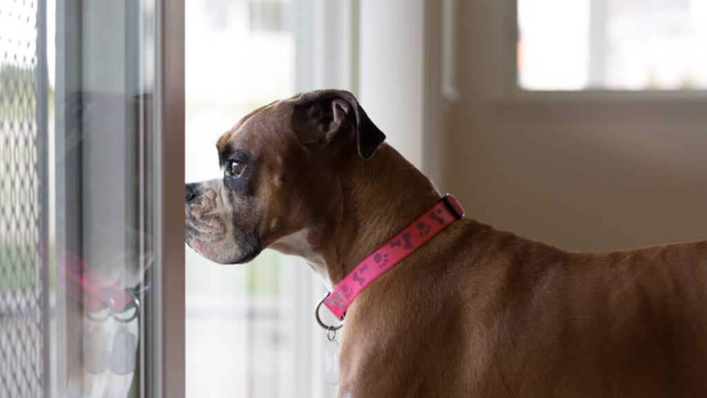 Dog at door staring outside