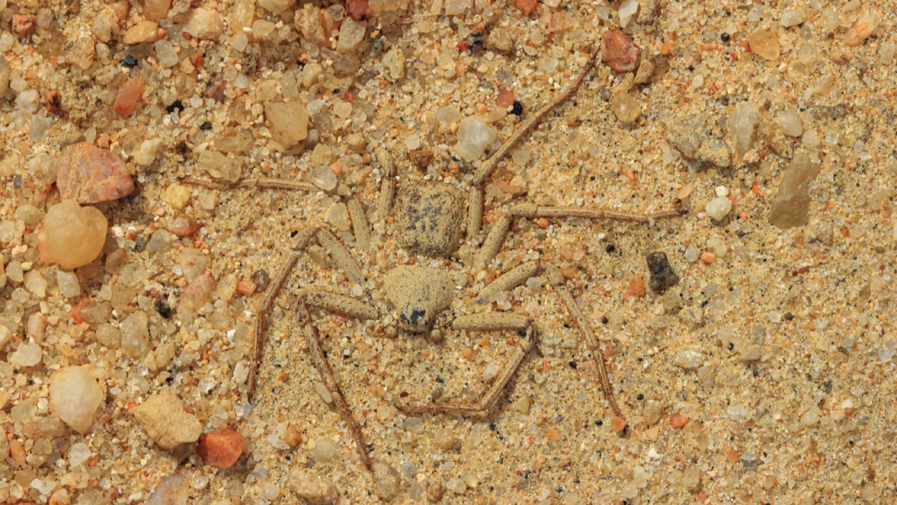 Six-Eyed Sand Spider 