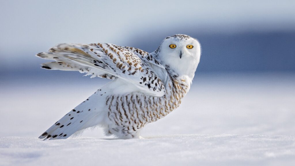 Snowy-Owl