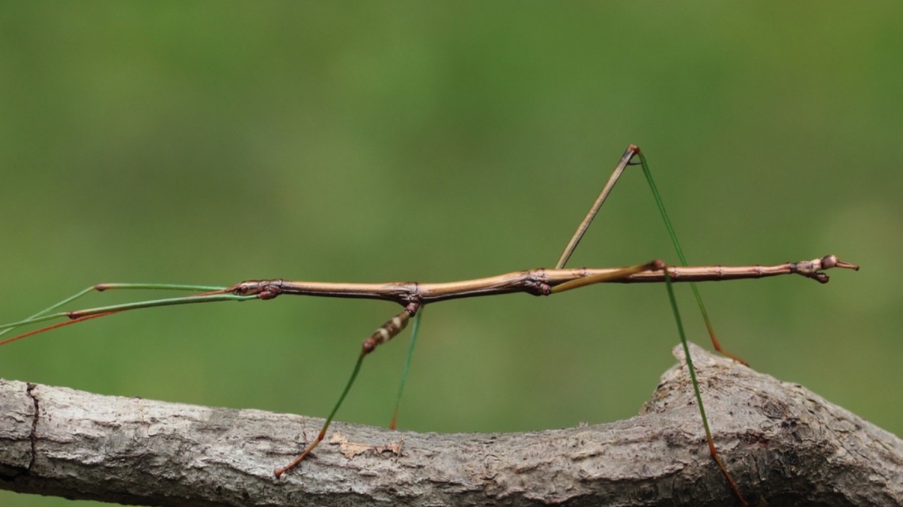 Stick insects 