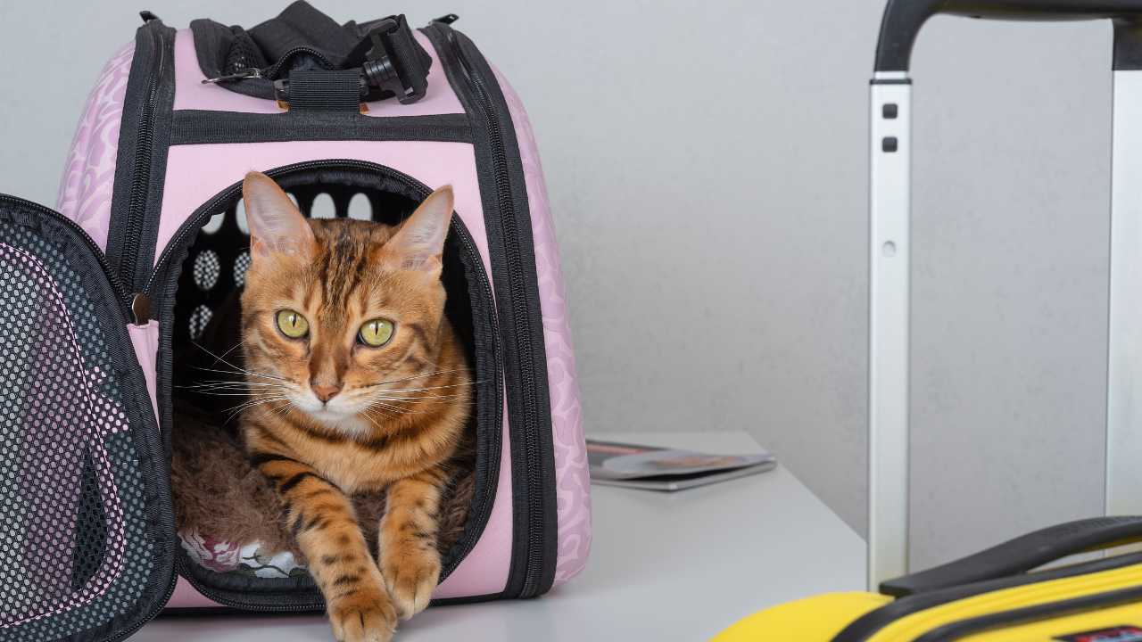 Cat in backpack carrier