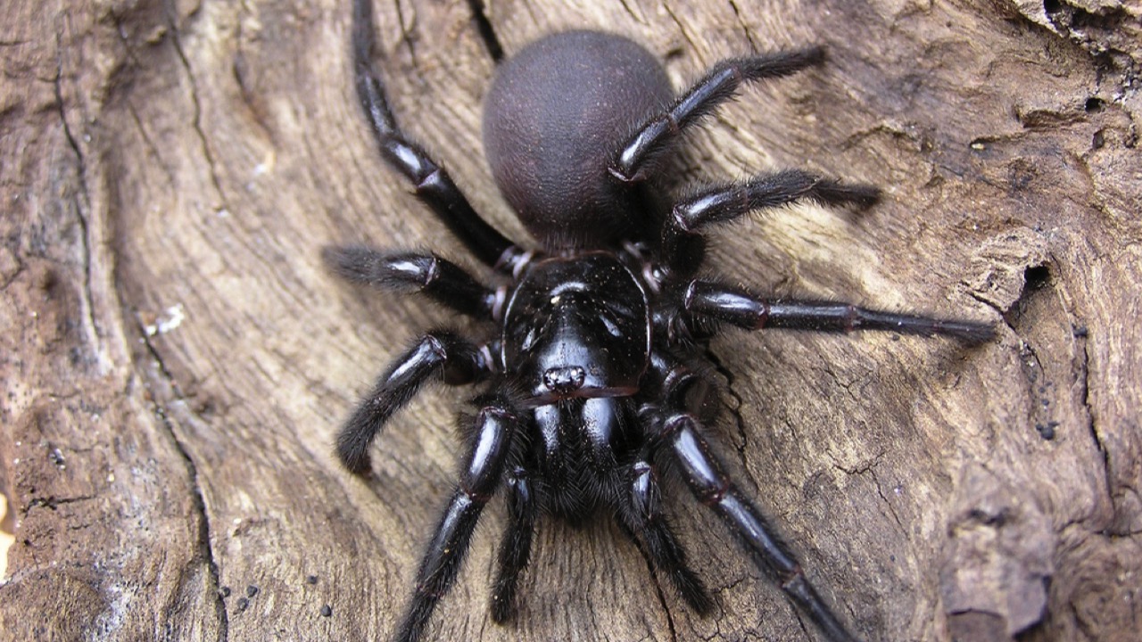 Sydney Funnel-Web Spider 