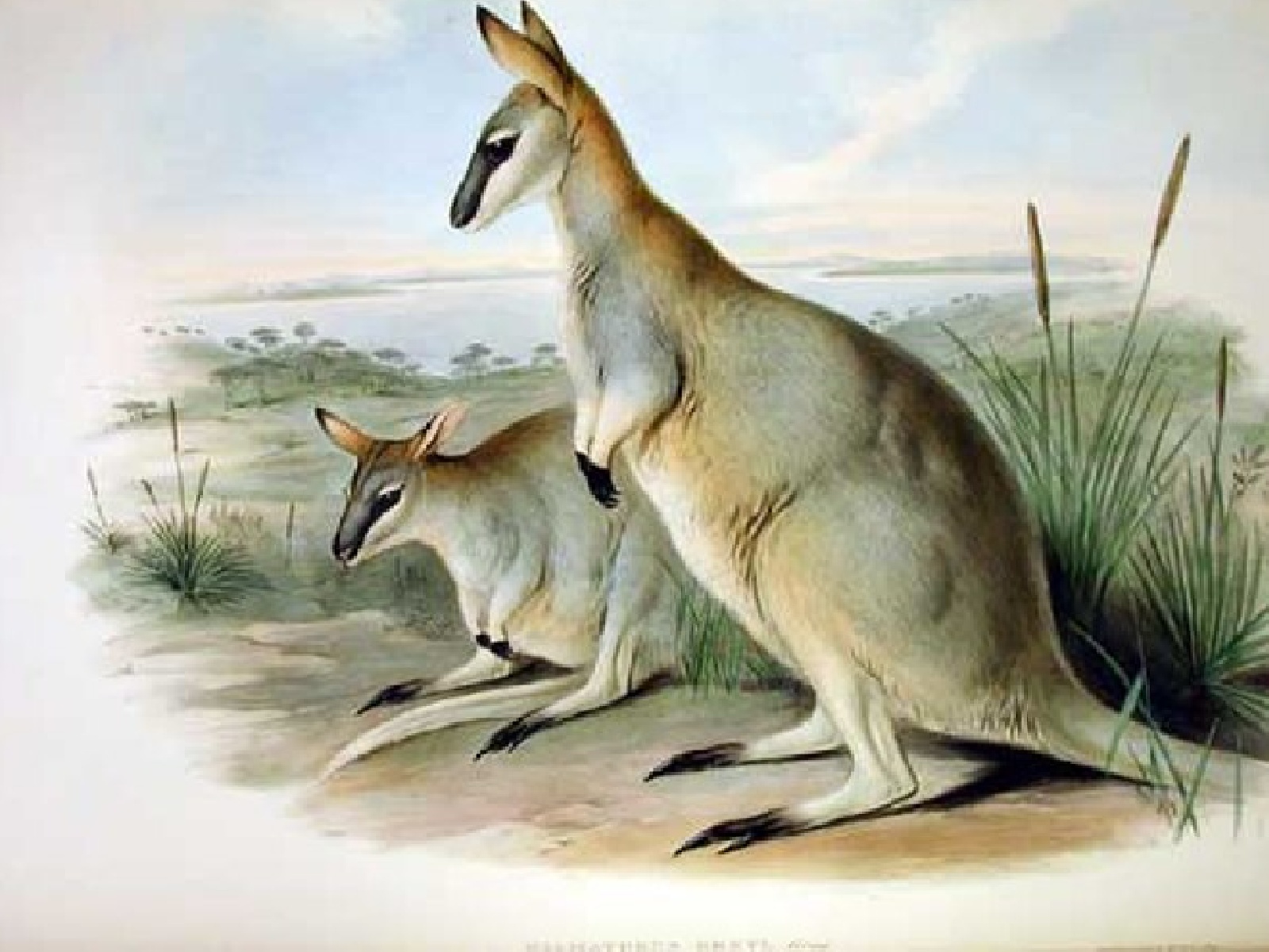 Toolache Wallaby