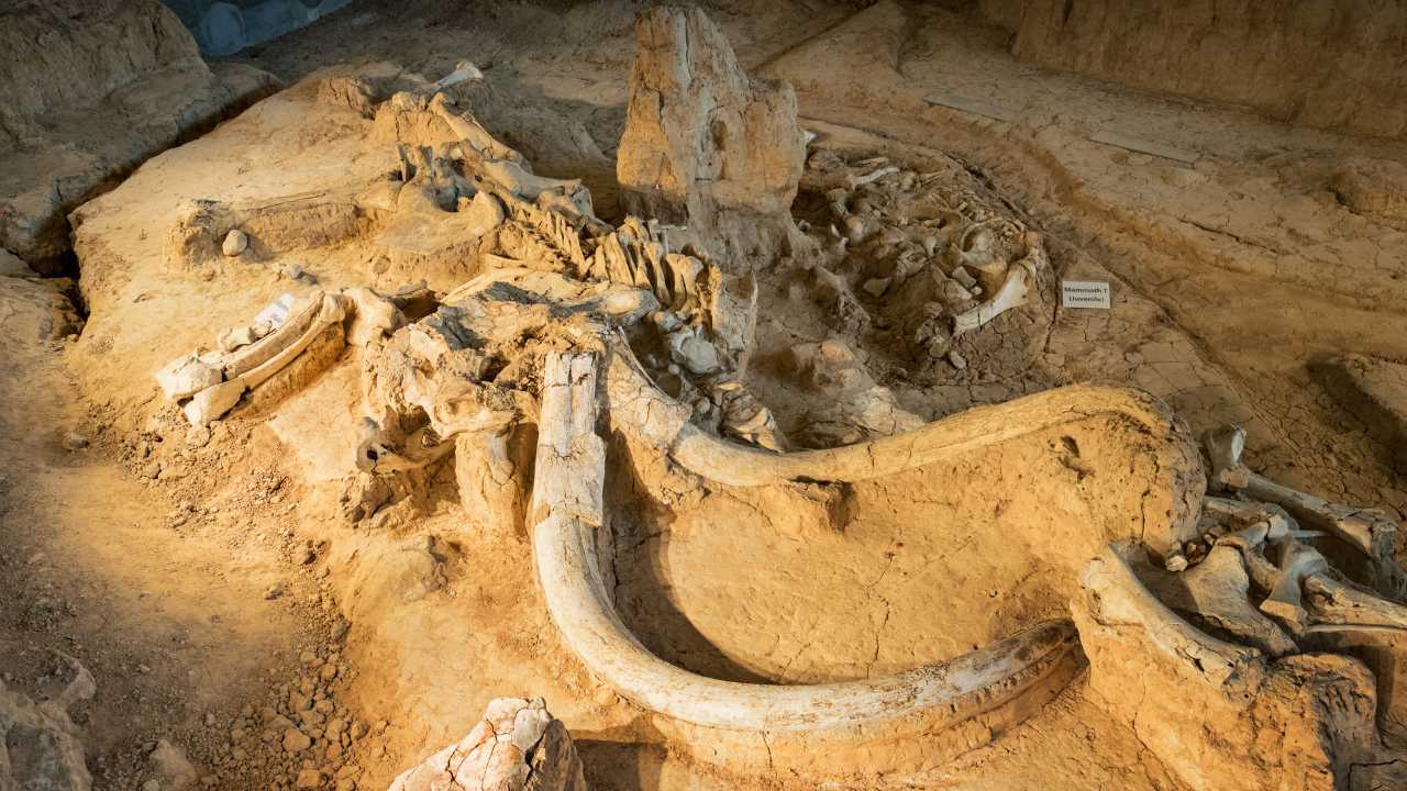 Remains of Woolly Mammoth trunk