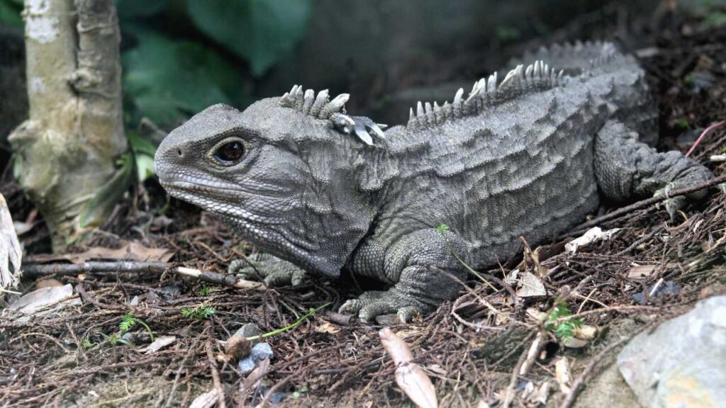 Tuatara