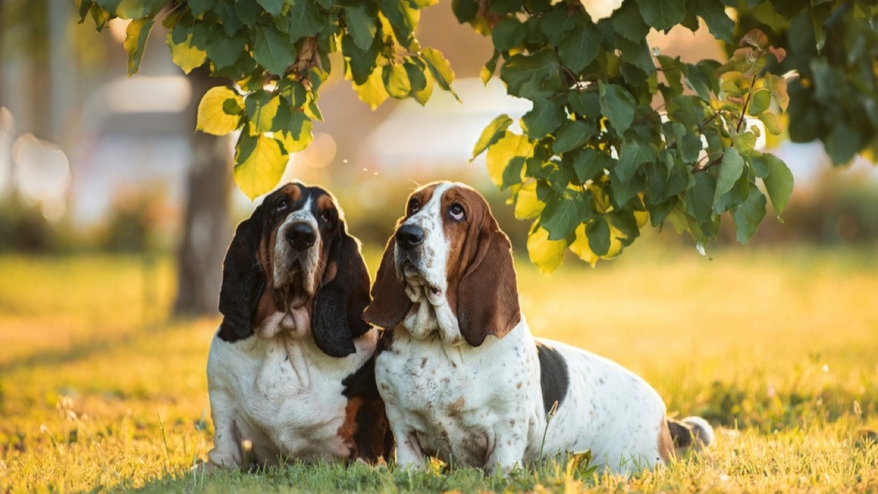 Basset Hound