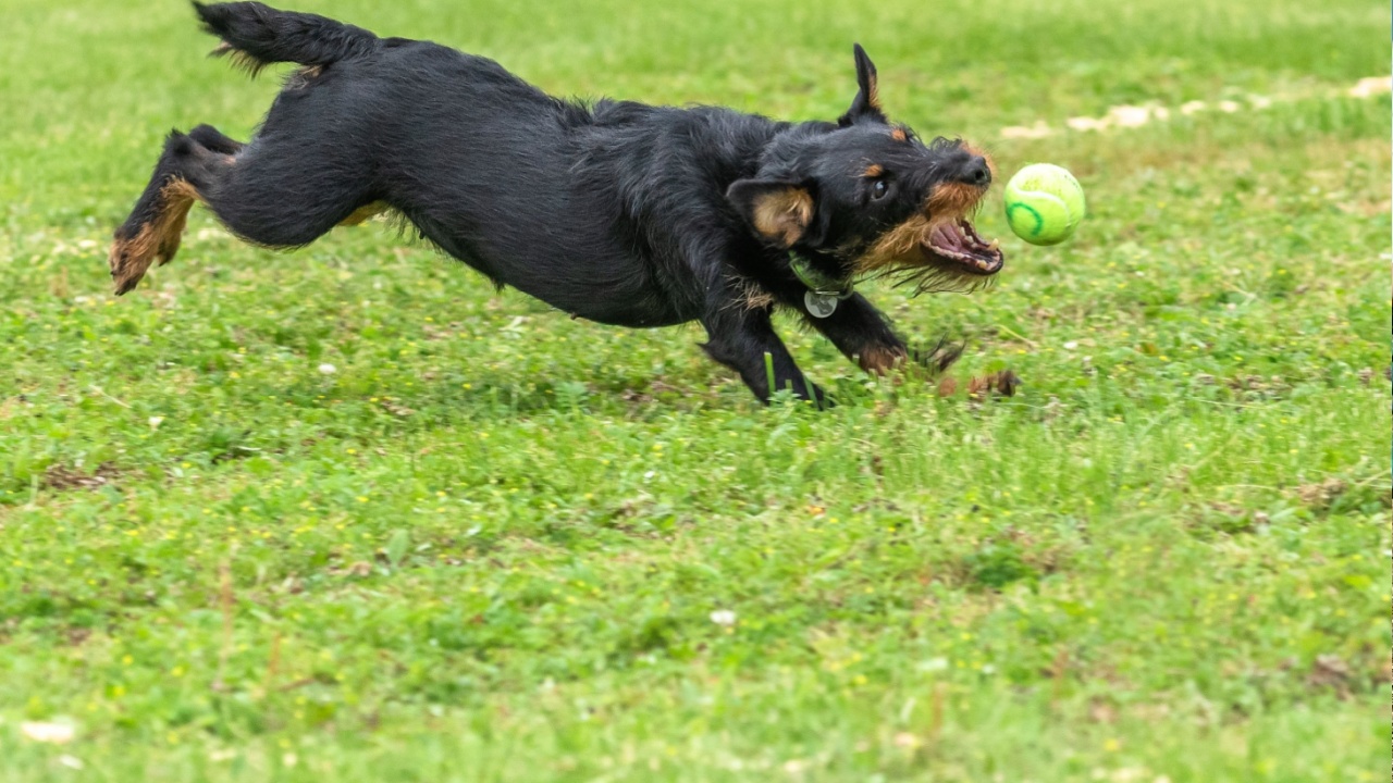 playful dog