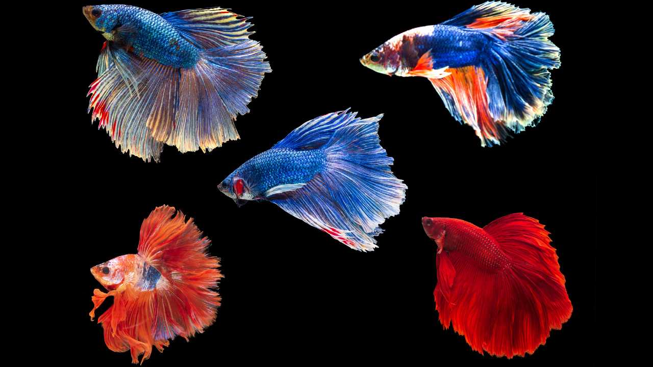 Betta fish different colours