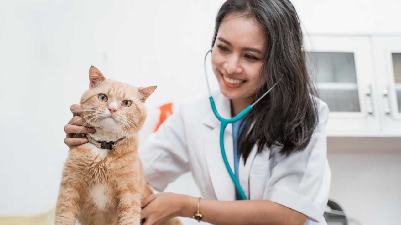 Vet with cat