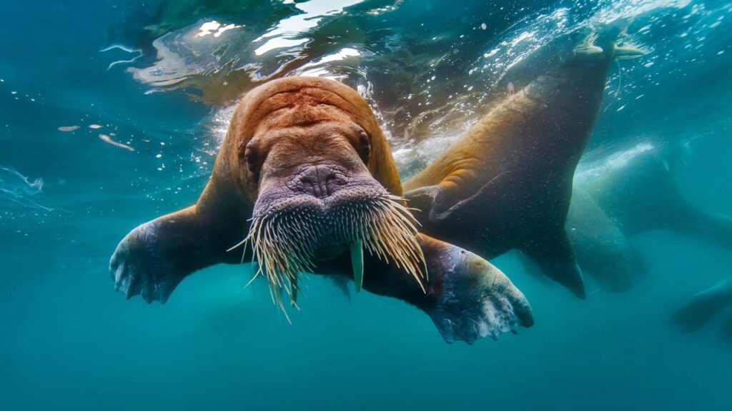 Walrus