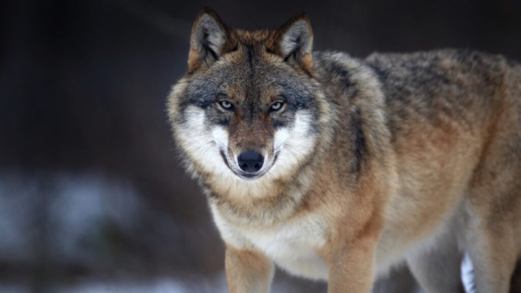 Wolf in forest