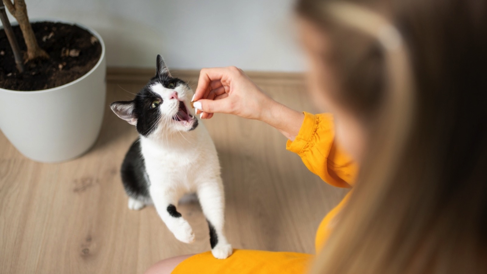 Woman feeding cat