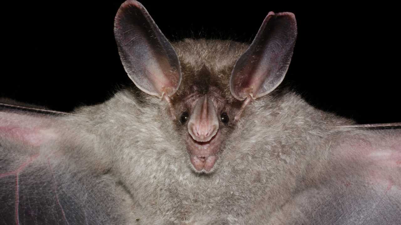 woolly bats