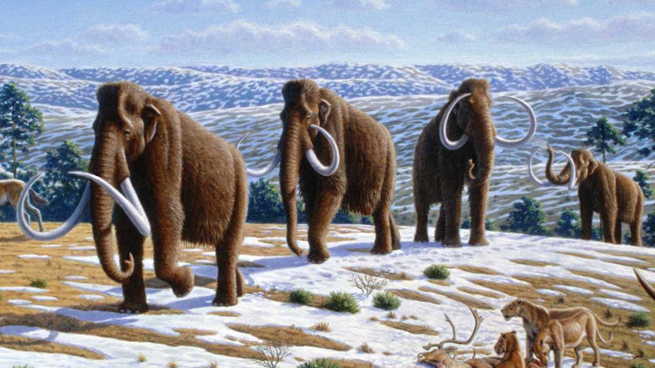 woolly mammoth remains