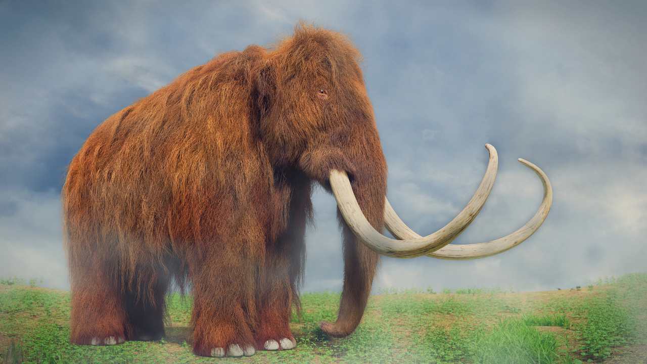 15 Interesting Facts About Woolly Mammoths   Outlandish Owl