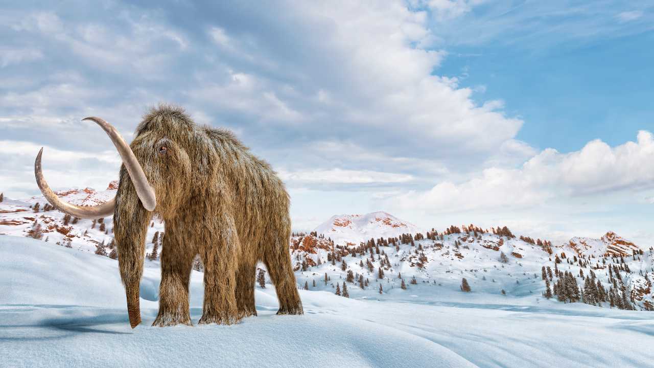 Woolly mammoths hump