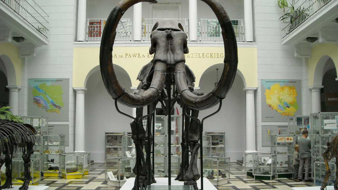 Woolly mammoths in museum