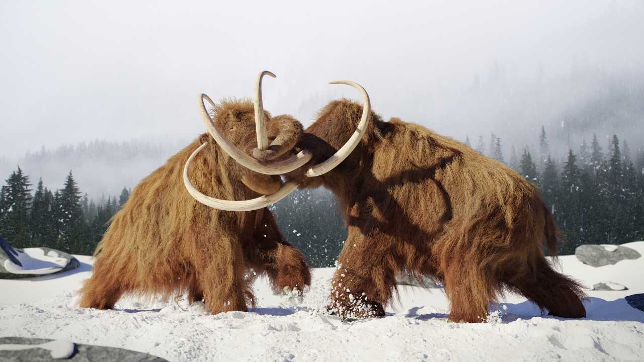 Woolly mammoths fight