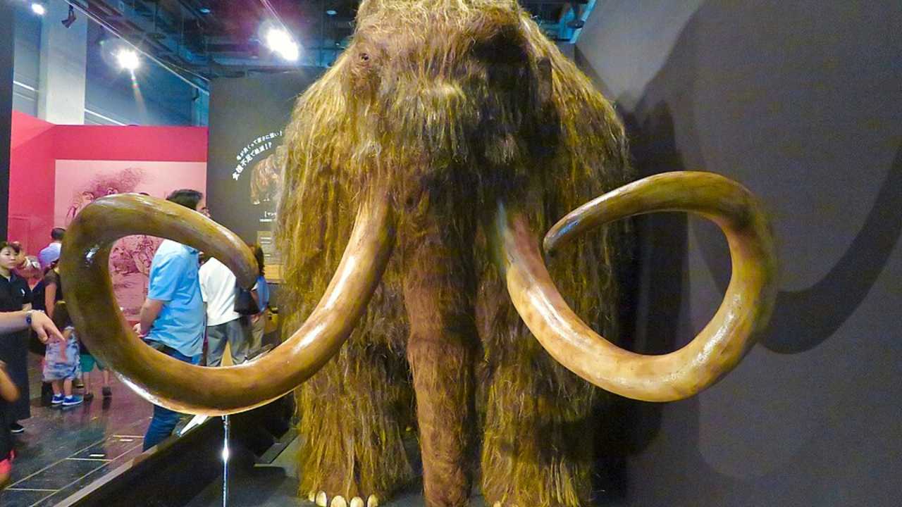 woolly mammoths disappeared