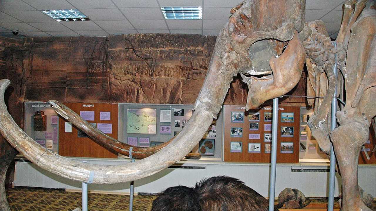 woolly mammoth Bone