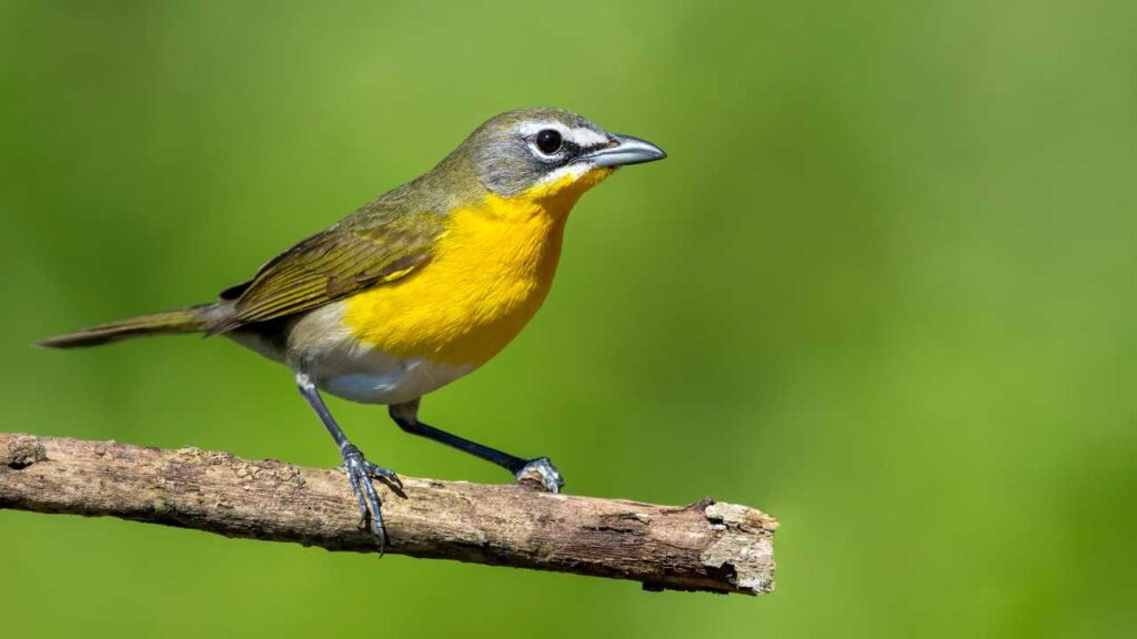 Yellow breasted Chat