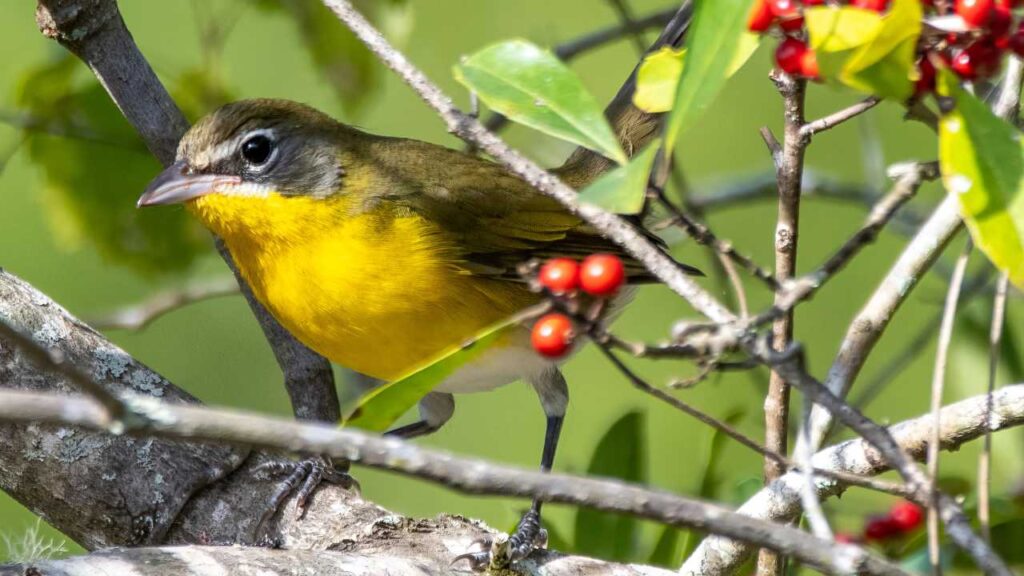 Yellow-breasted Chat