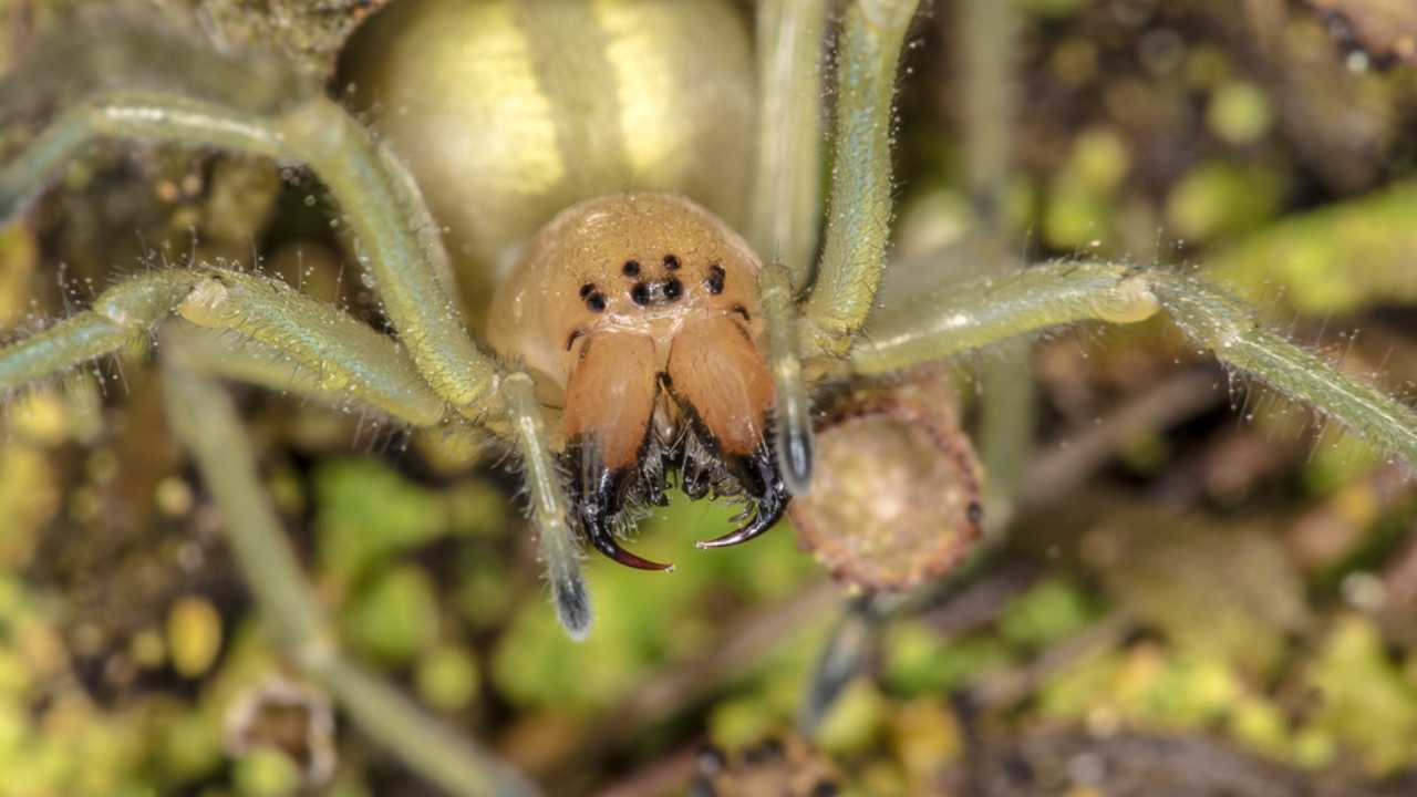 Yellow Sac Spider