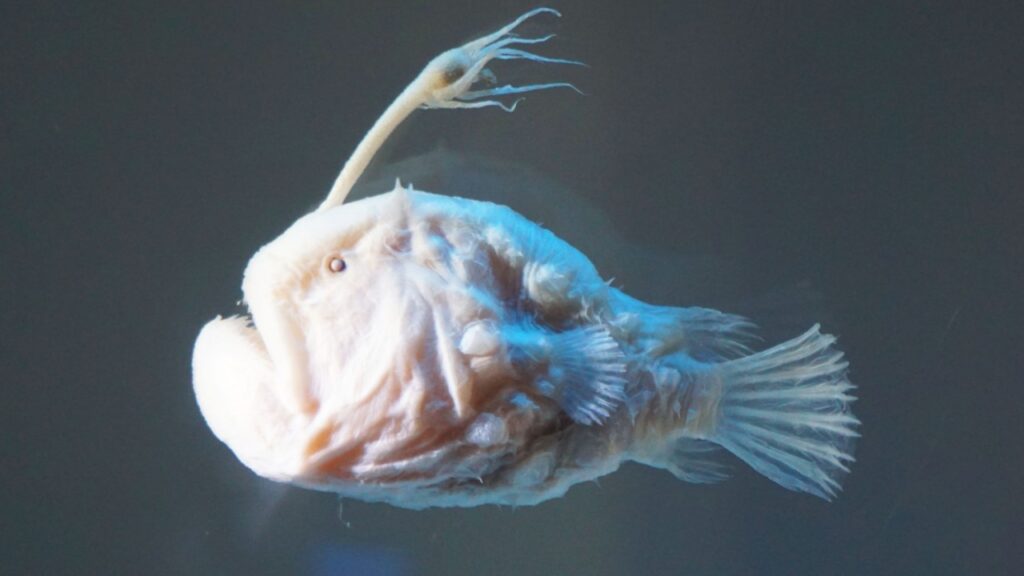 Anglerfish