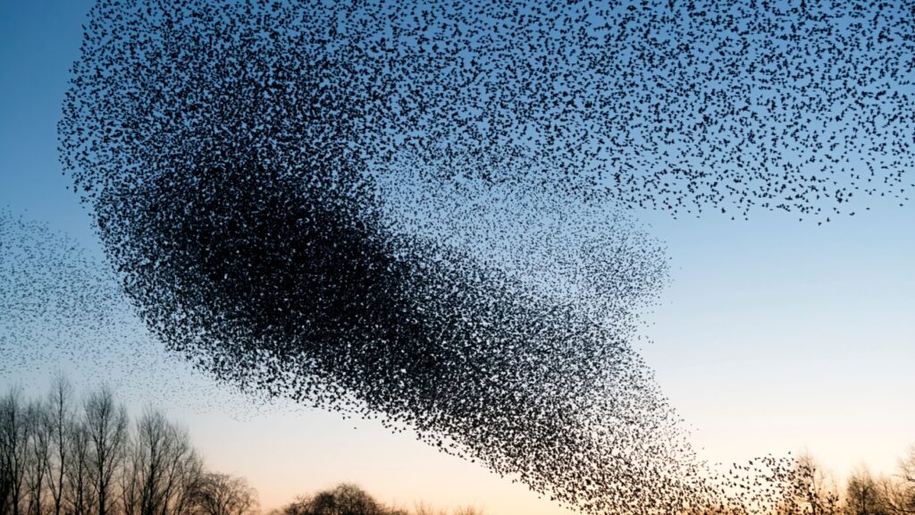 birds migrating