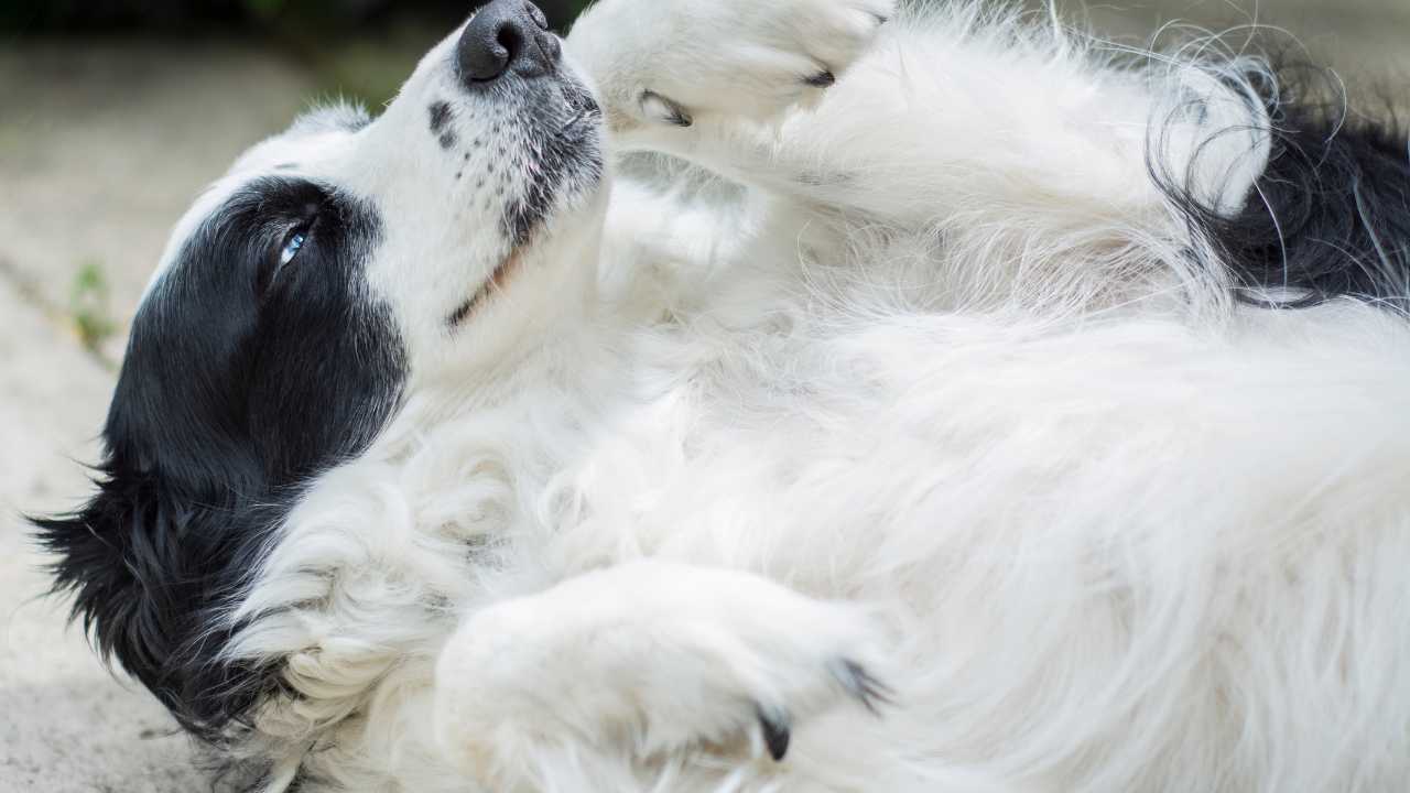 Dog Showing Their Belly