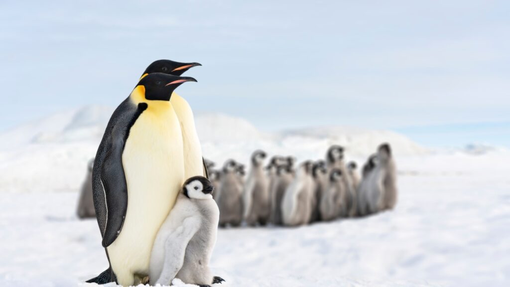 emperor penguin