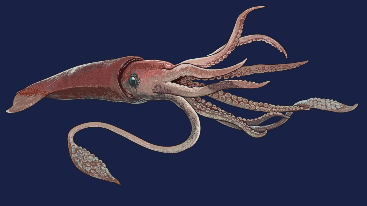 giant squid