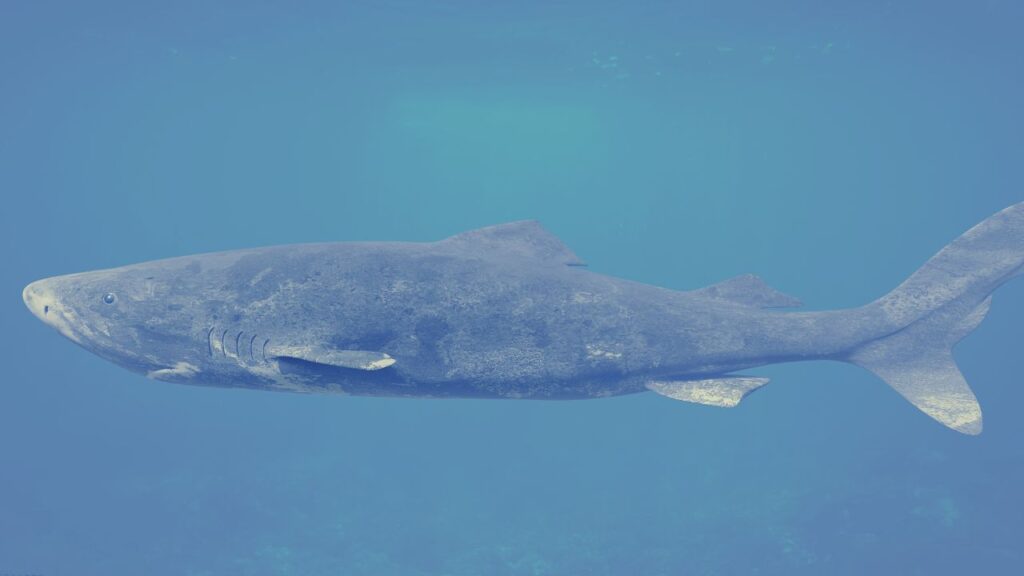 greenland shark