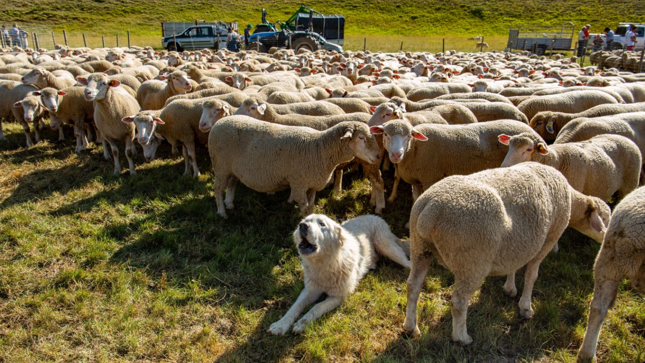 herding sheep