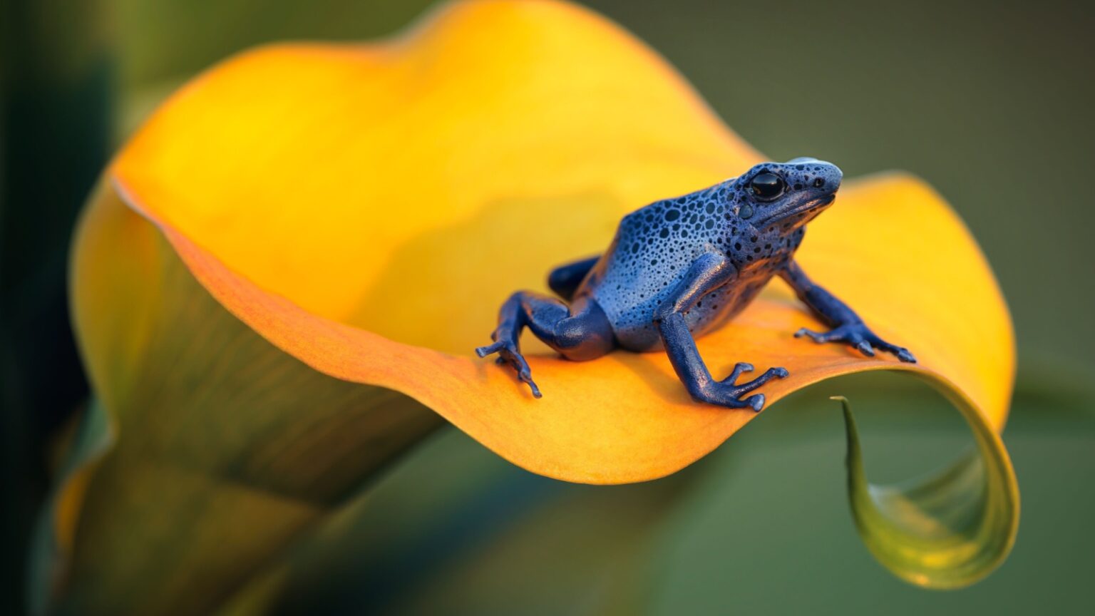 12 Adorable Creatures with a Dangerous Side - Outlandish Owl