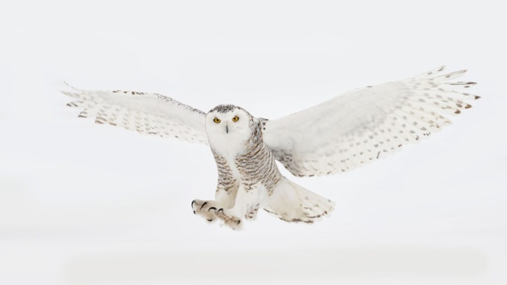 snowy owl in flight