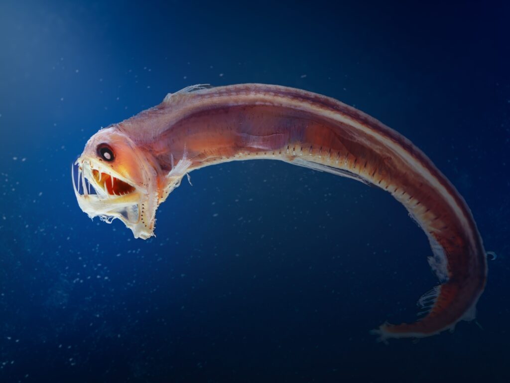 viperfish