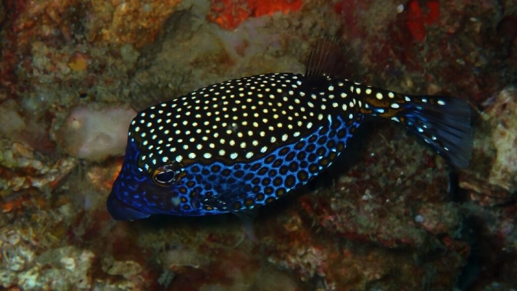 Boxfish