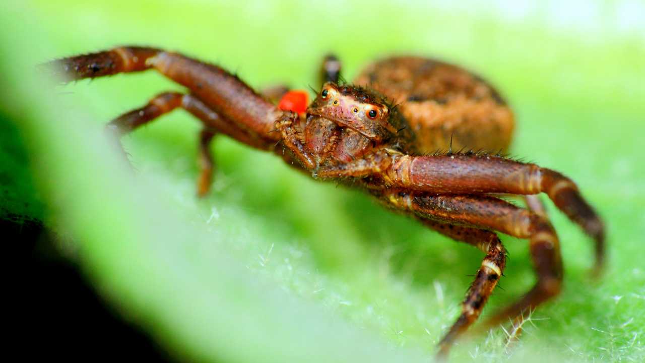 Crab spiders 