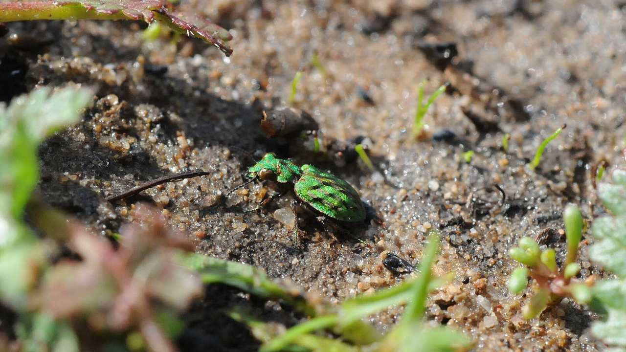 Delta green ground beetle