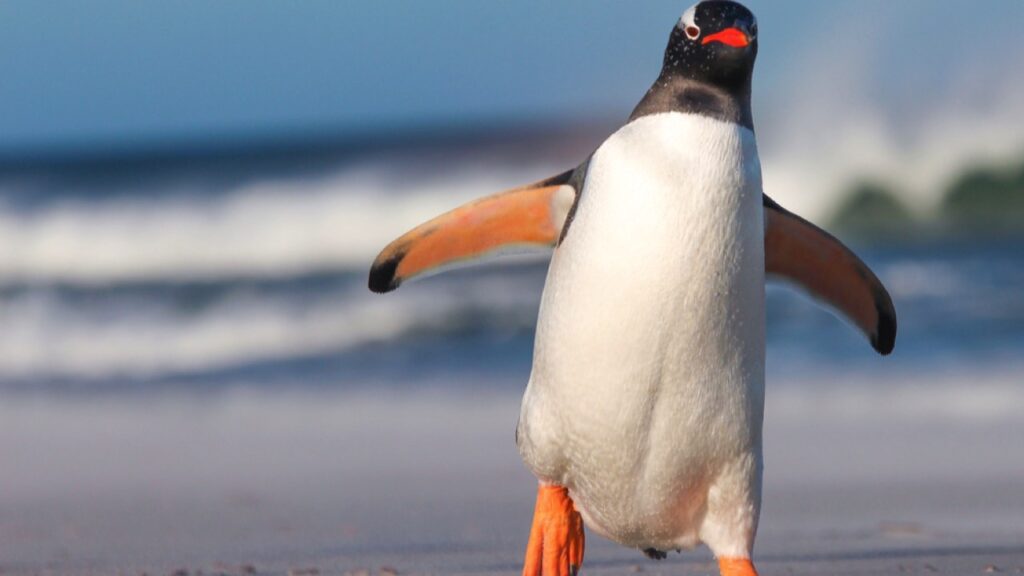 Gentoo Penguin walking on the Beach
