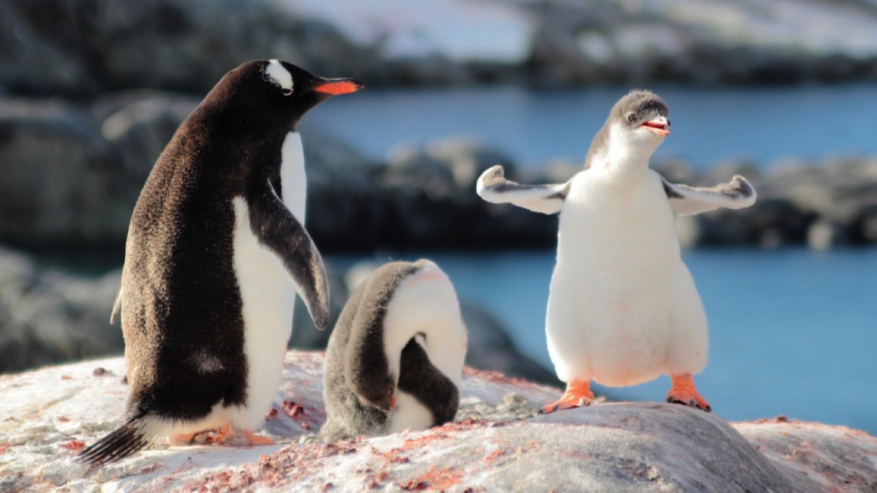 Gentoo Penguin