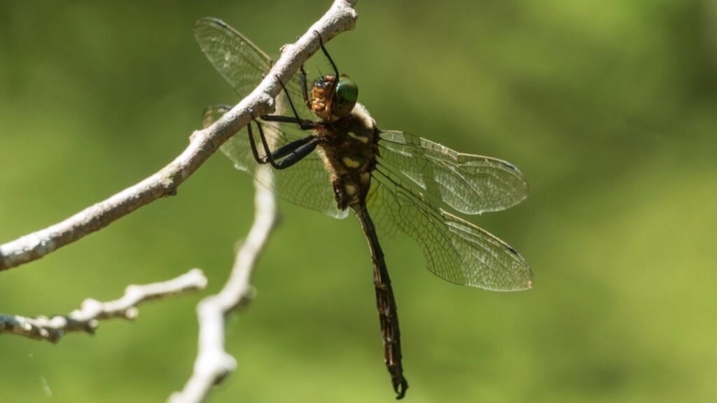 Hine's Emerald Dragonfly hanging from a branch