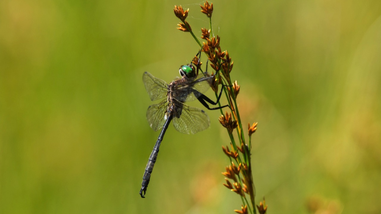 Hine's emerald dragonfly 