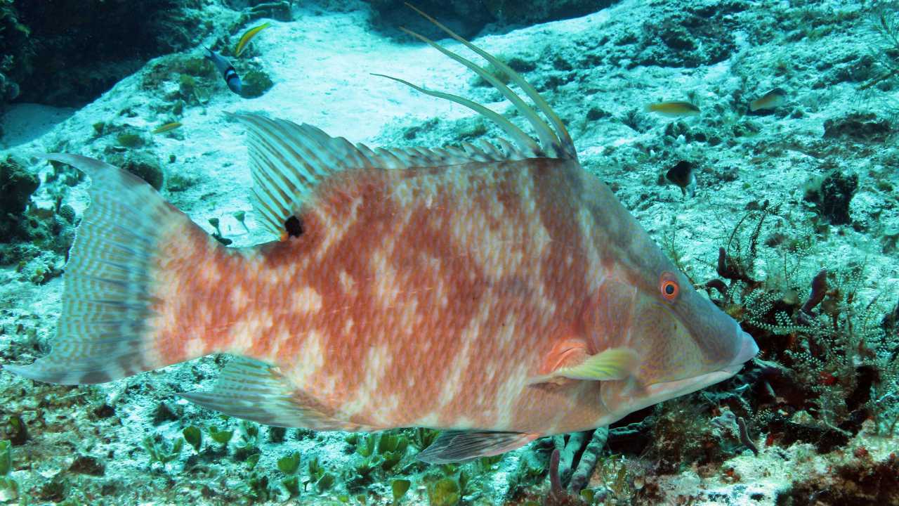 Hogfish