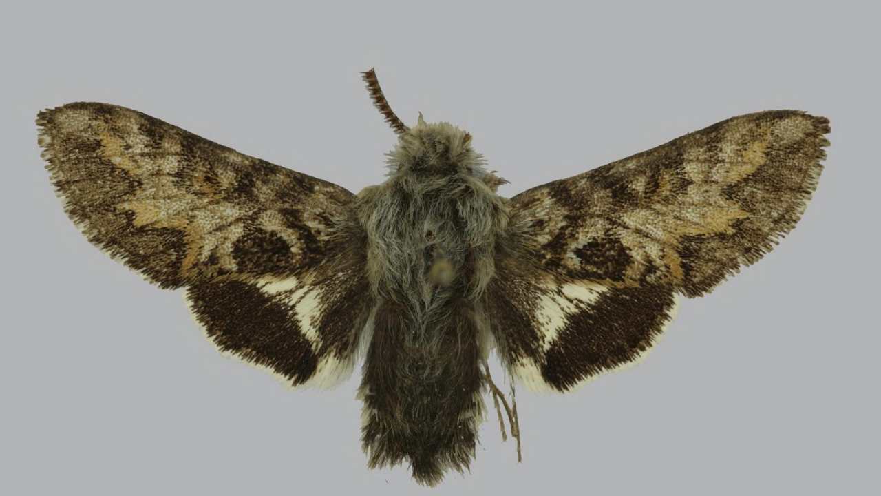 Kern primrose sphinx moth