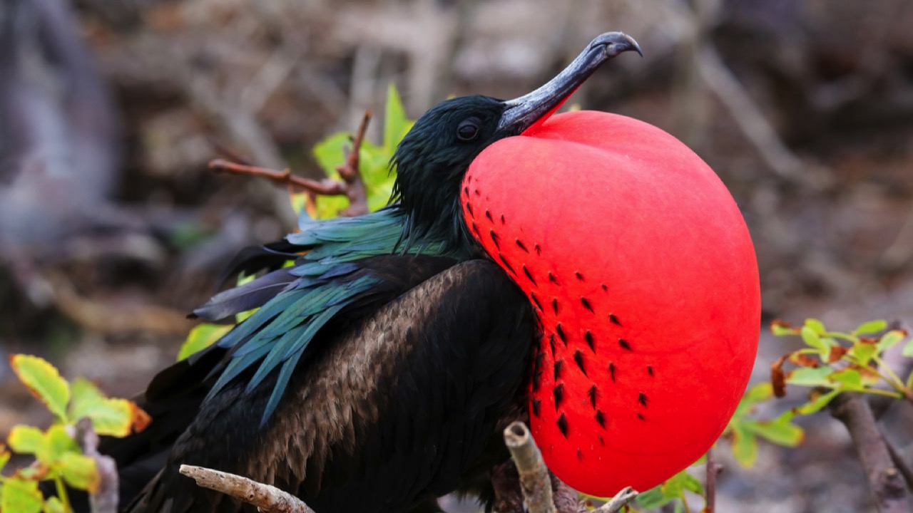 Great Frigatebird