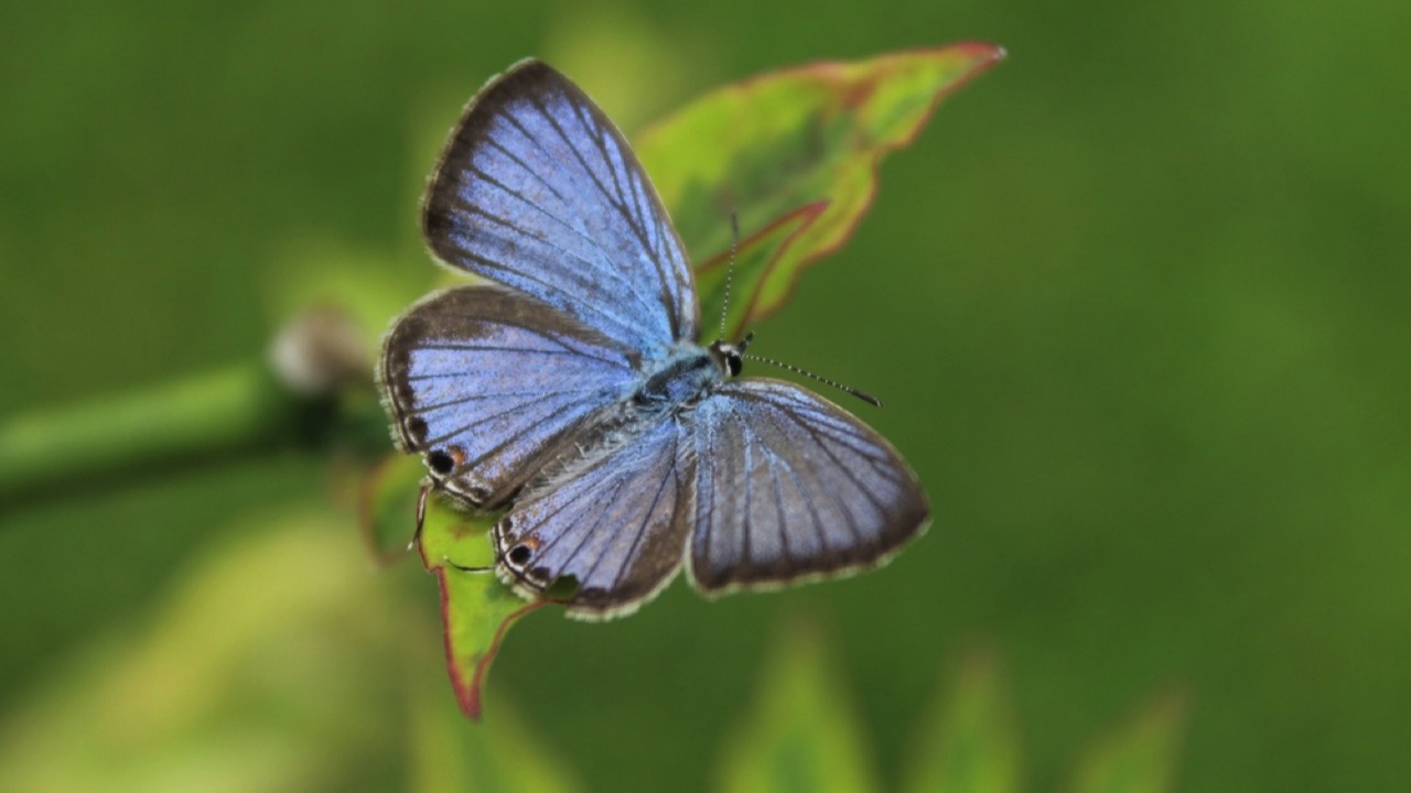 Miami blue butterfly